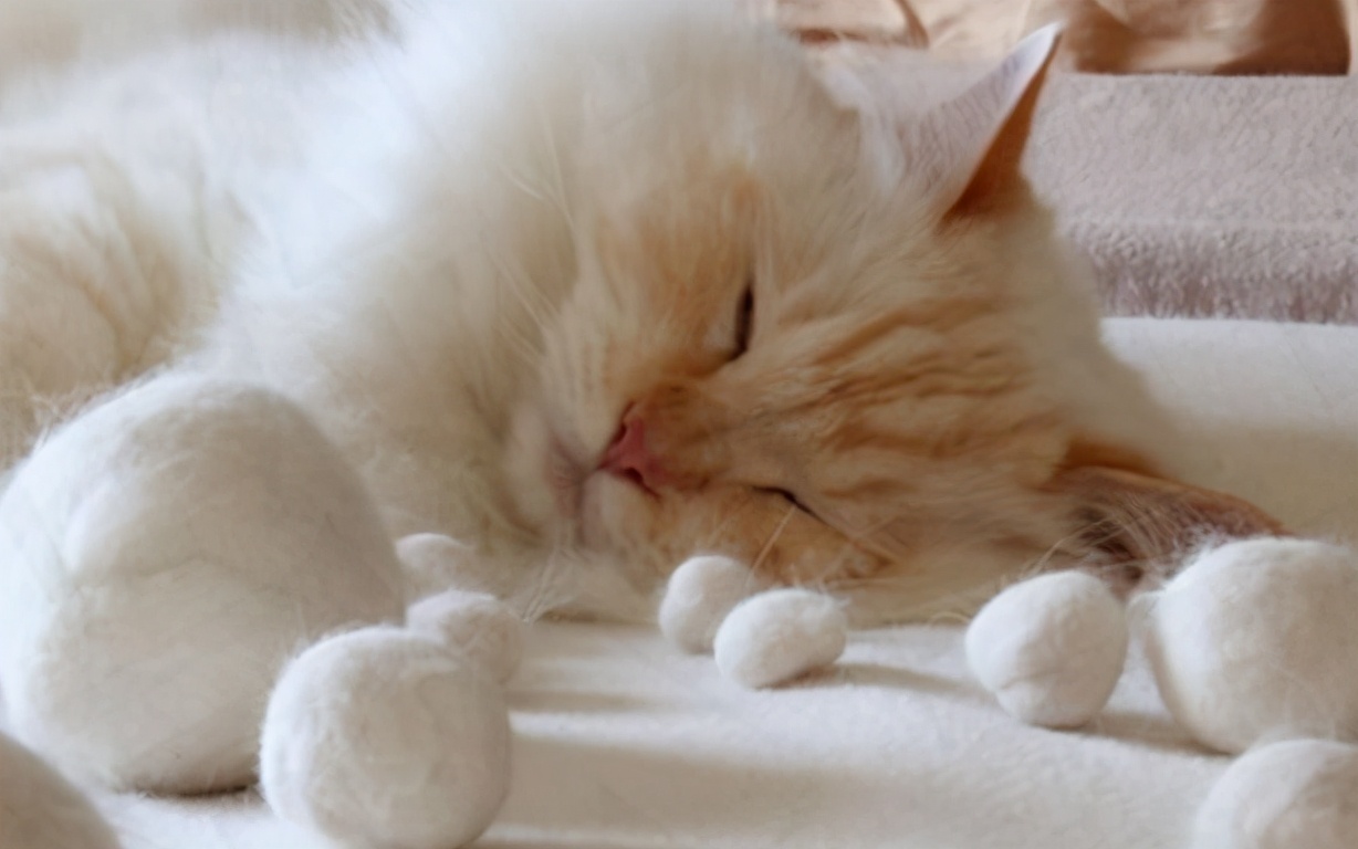猫咪不吃东西是生病了吗?这5个关键原因常被铲屎官忽略