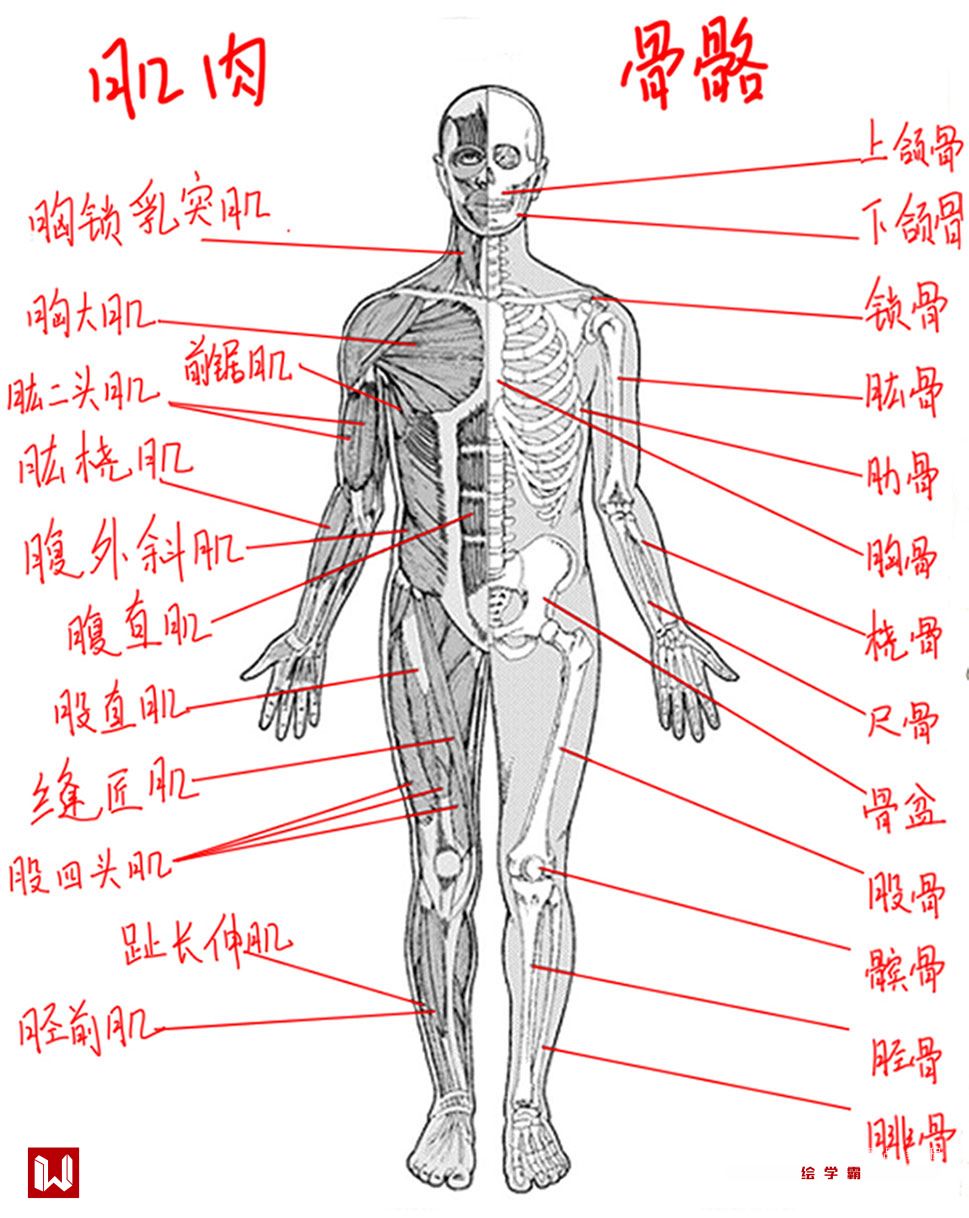 女人体系列丨躯干丨教你画人体丨ps板绘