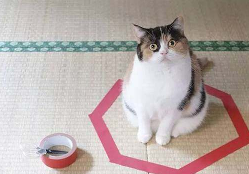 �ܶ����Ժ����Ƿ������Ȧ�����桰Χס��è������