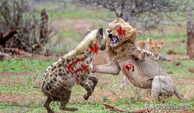 狮子咬死鬣狗为什么不吃?