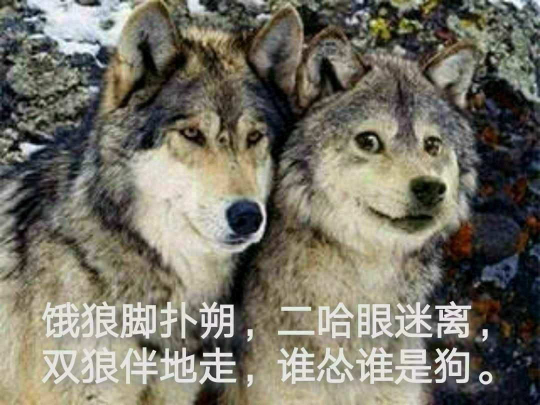 狼和狗