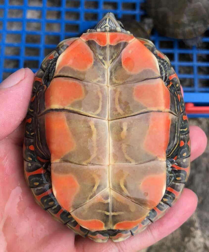 奇龟异谈十六红肚皮巴西西部锦龟
