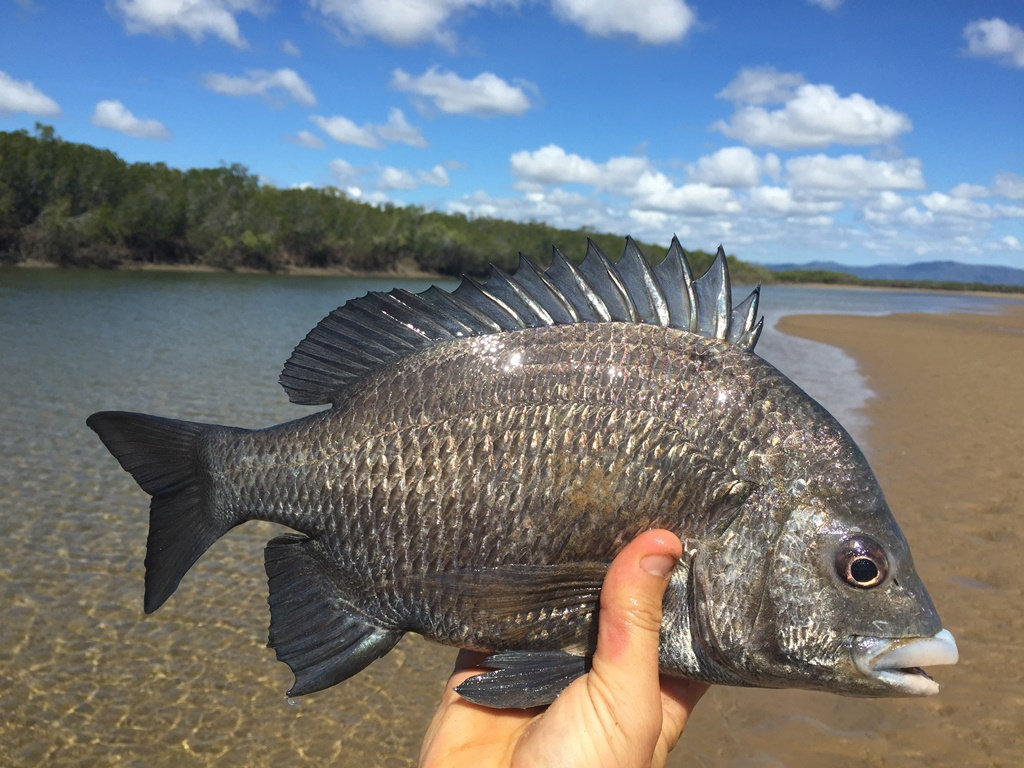 太平洋棘鲷,图源http://www.scoutfisher.net