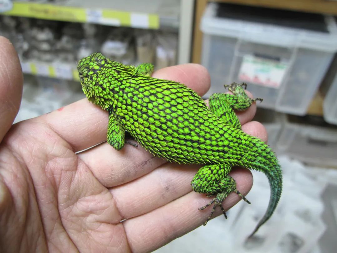 除了漂亮什么优势都没有!肆养图鉴第 157 个物种 | 孔雀针蜥