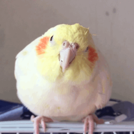 揪是这只鸟——沙雕鹦鹉表情包5