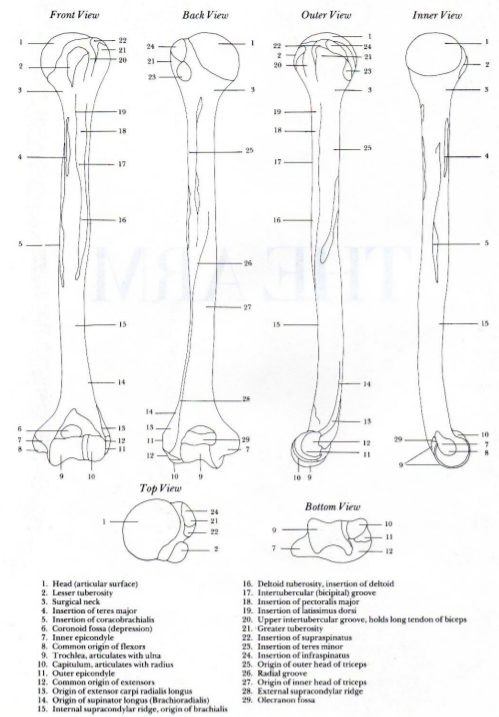 1.肱骨头 9.肱骨滑车 10.肱骨小头桡骨（radius）：前臂骨其中之一，在肘关节