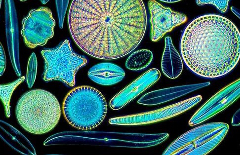 【高中生物补充知识整理】原生生物