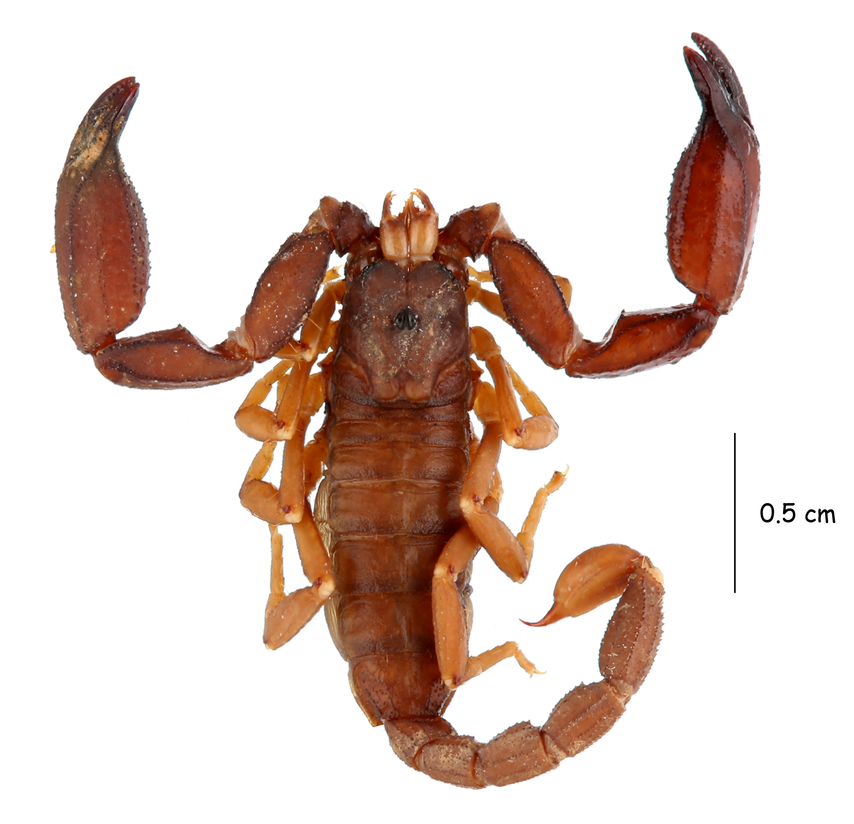 loureno(2017)描述了新属plethoscorpiops和新种p.