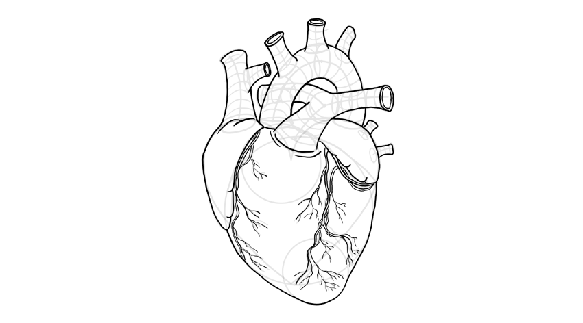 心脏怎么画教你画出3d写实的心脏画法技巧