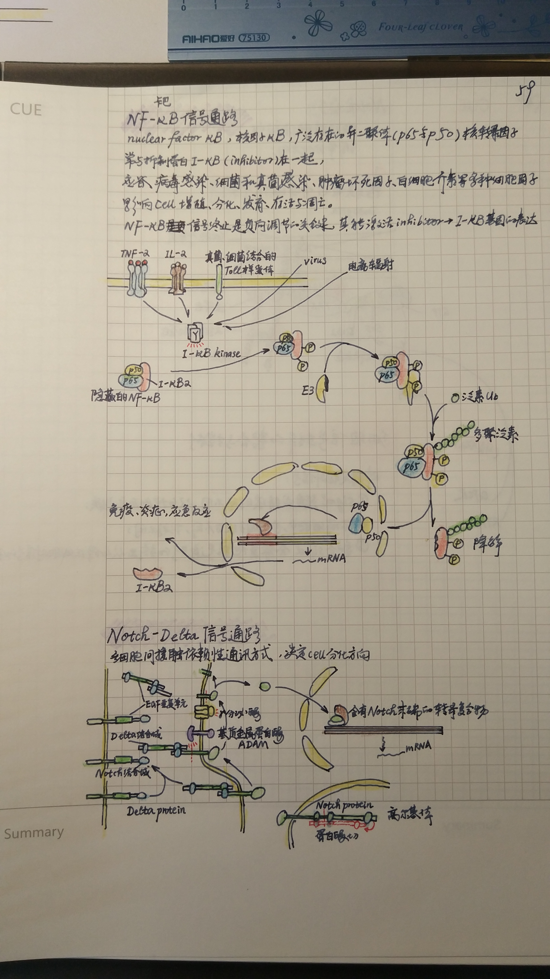 细胞生物学笔记【08】信号转导(第二部分)