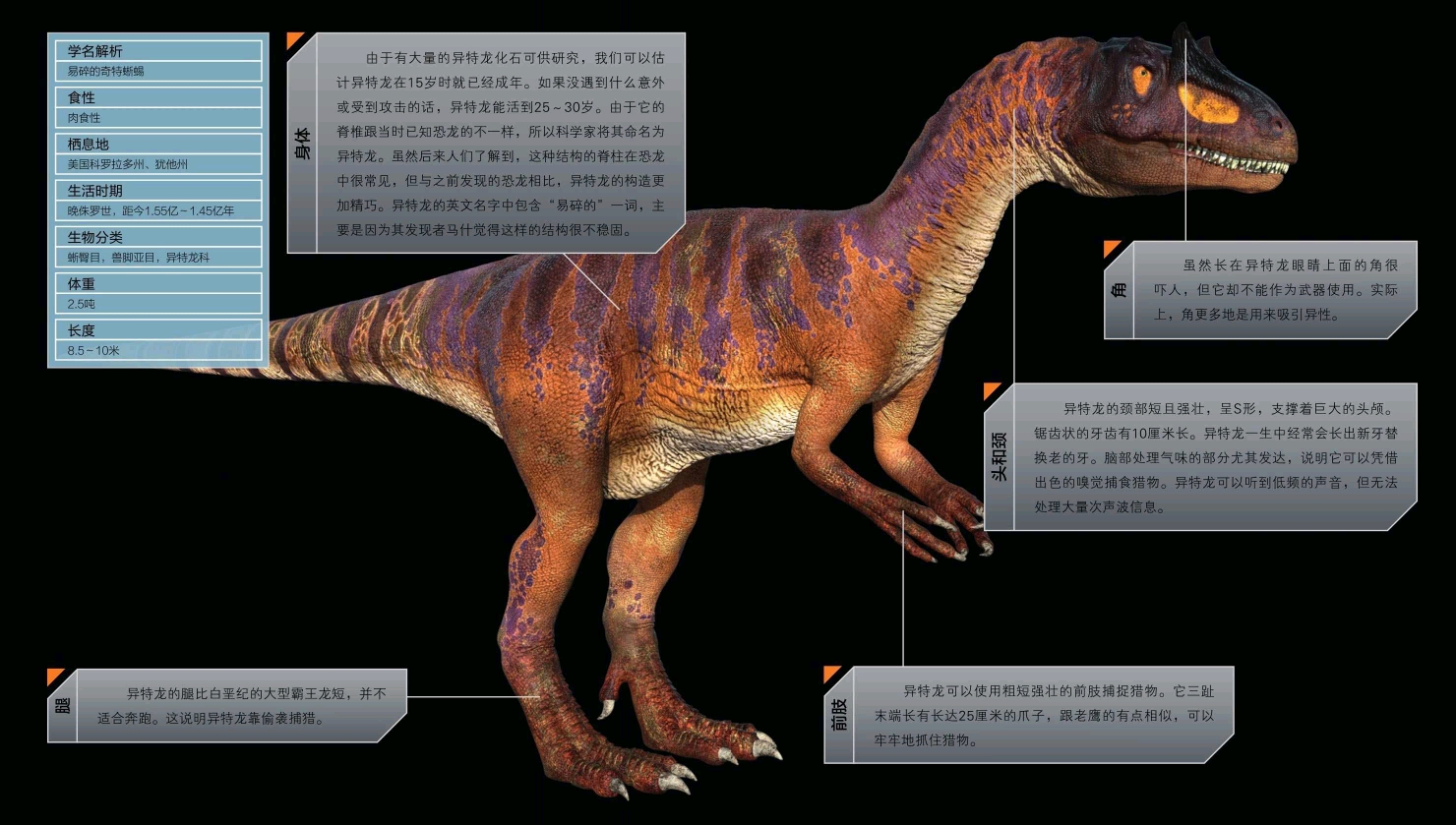 恐龙档案 异特龙(allosaurus fragilis) 发音 al-oh-sore-uss fra