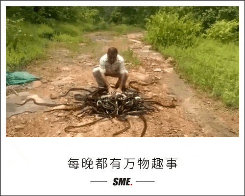 如果钱是万能的,当年印度悬赏捕蛇的结局就不会是被黑产反噬