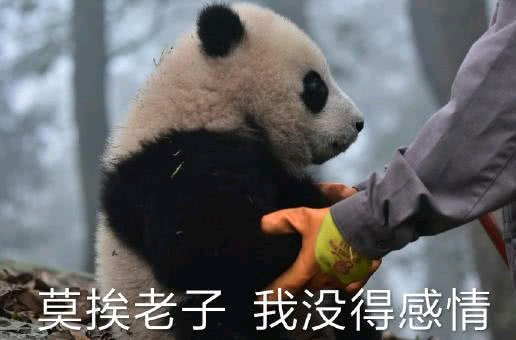 "戏精"大熊猫火了:莫挨得老子,老子是一个没得感情的杀手