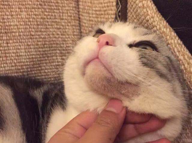猫咪黑下巴怎么治?