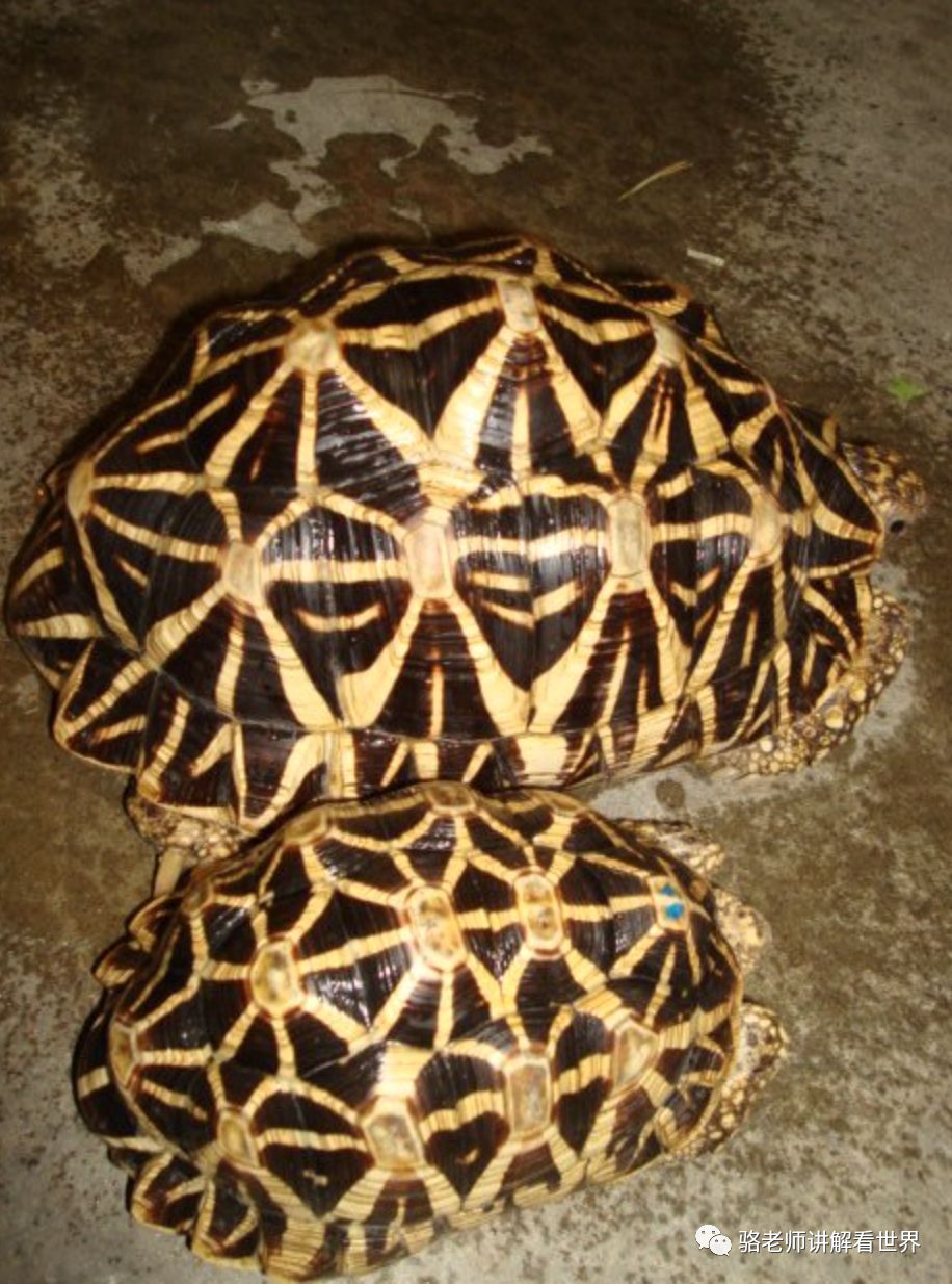 陆龟的颜值担当印度星龟斯里兰卡星龟