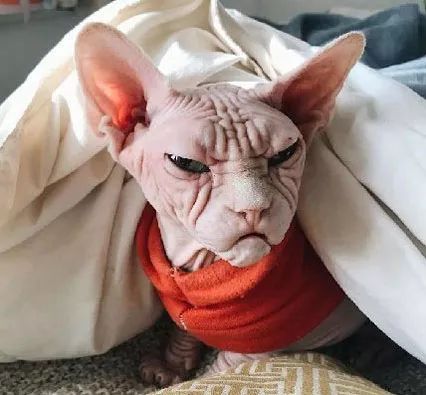 这只满脸都写着不高兴的斯芬克斯猫,就是一大佬