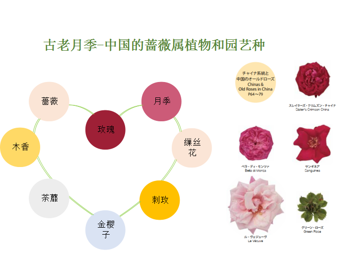 时间的玫瑰讲述玫瑰月季和蔷薇的前世今生