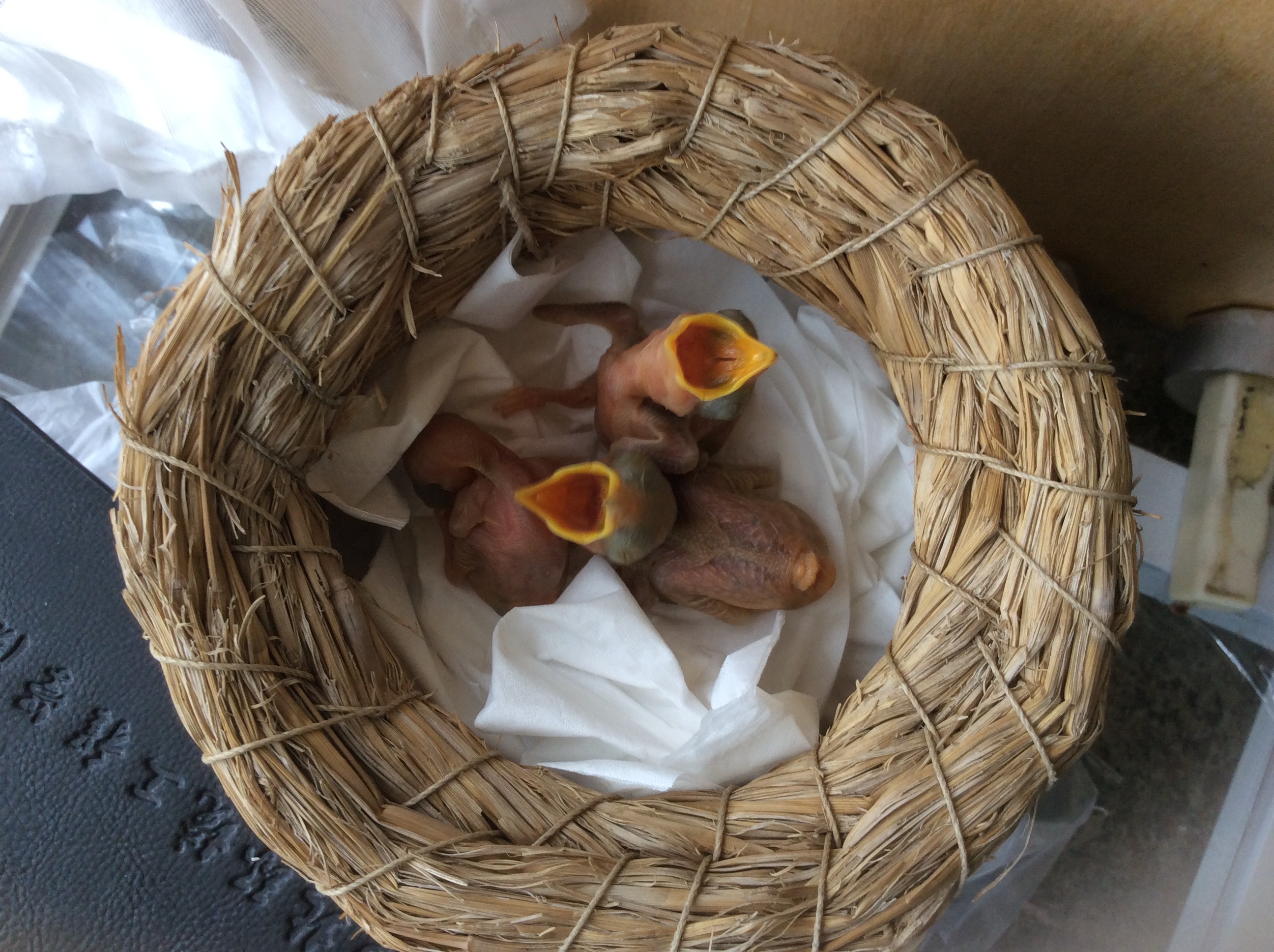 燕子雏鸟救助方法