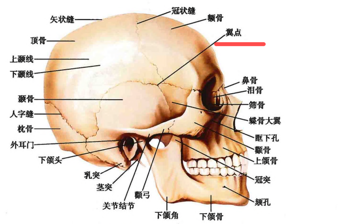 成对的脑颅骨有:顶骨,颞骨,不成对的脑颅骨有:额骨,枕骨,蝶骨,筛骨