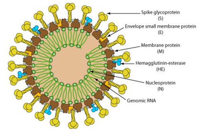 冠状病毒的结构看似很诡异,其实所有的病毒长得都怪怪的