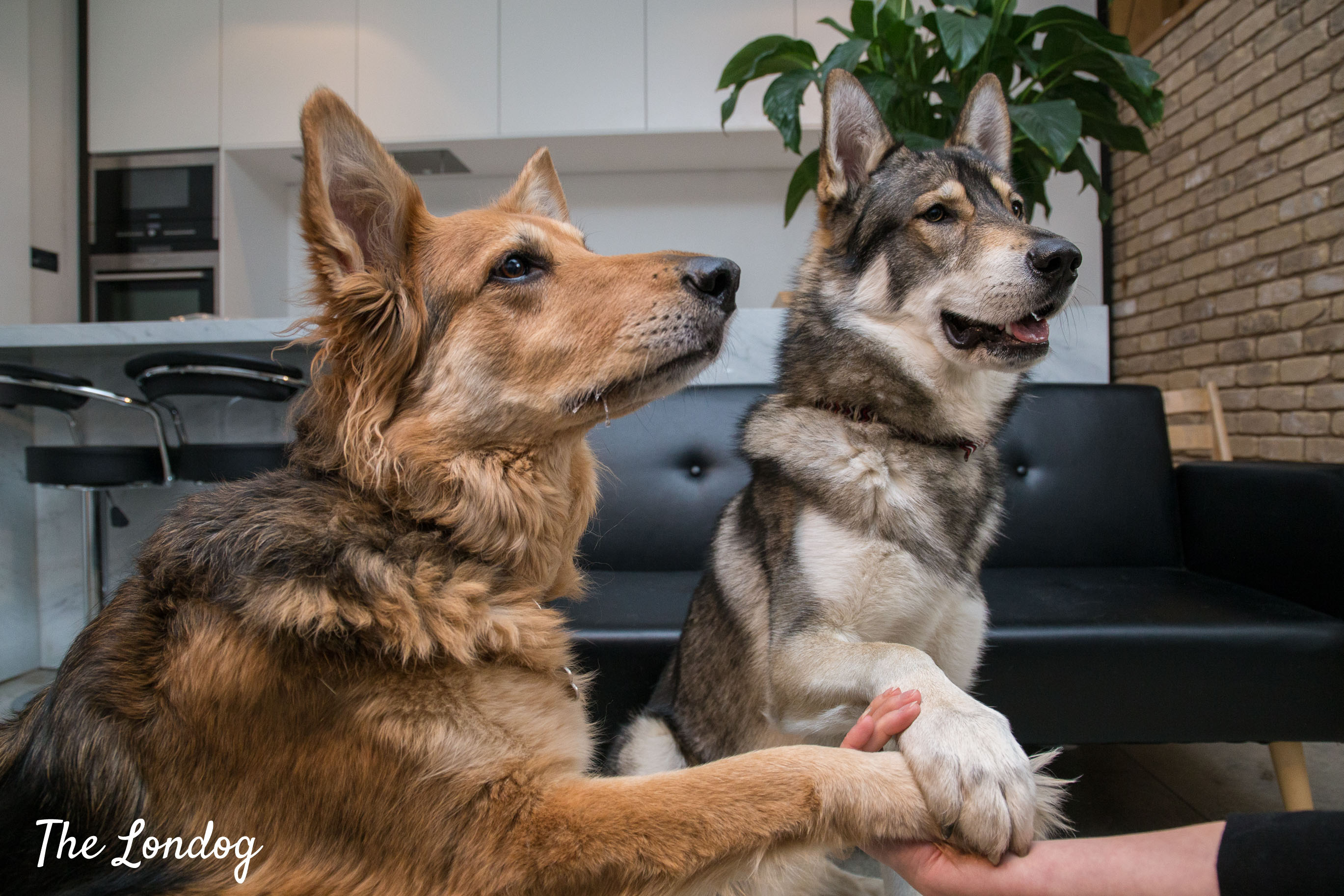 不过养捷克狼犬,简直跟伺候祖宗一样