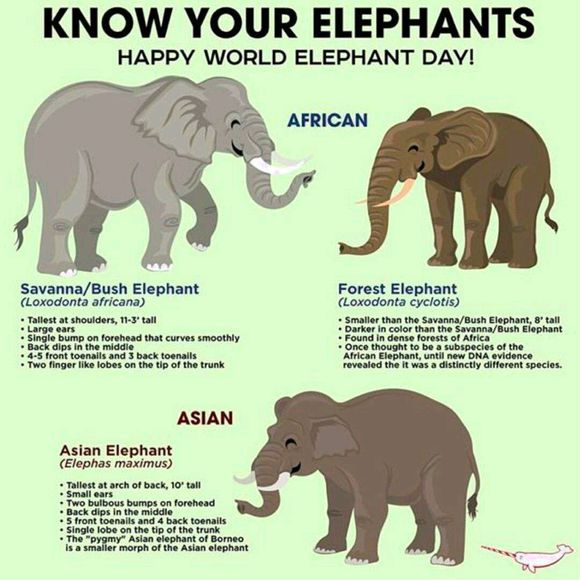 三种大象,左上草原象,右上森林象,下亚洲象