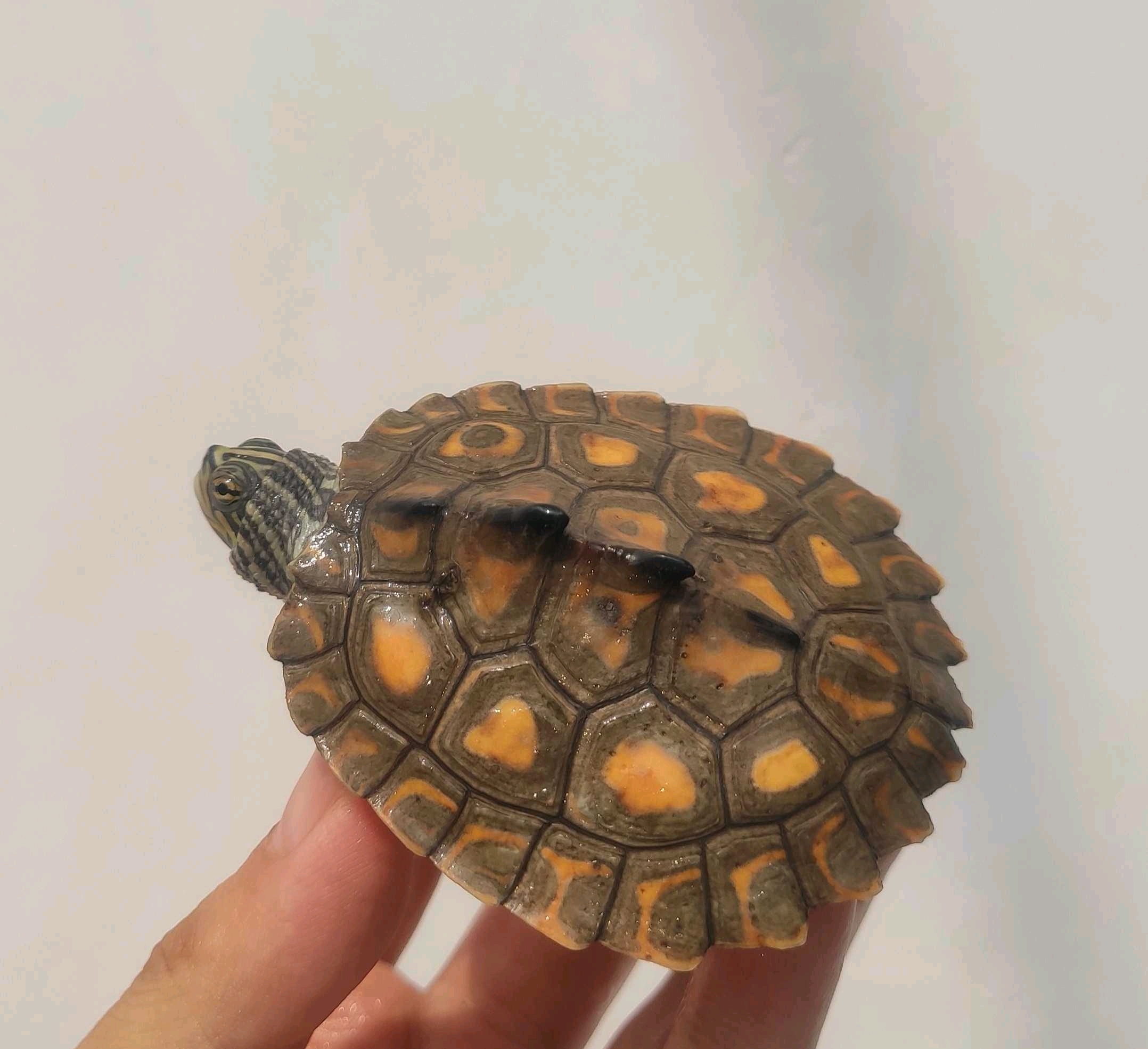 奇龟异谈【六】黄斑地图龟
