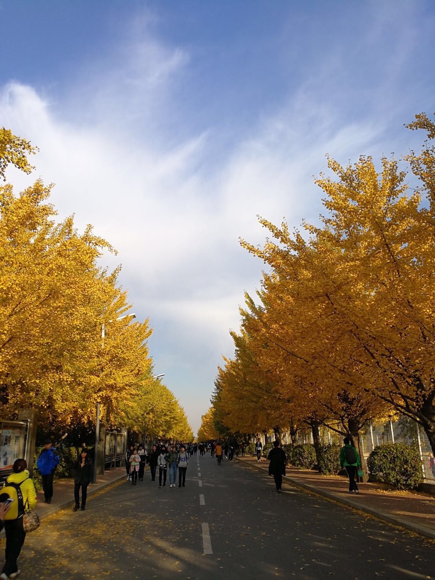 沈阳农业大学的金色的银杏树