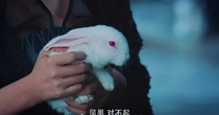 香蜜沉沉烬如霜为何好看连一只兔子都贡献了教科书式演技