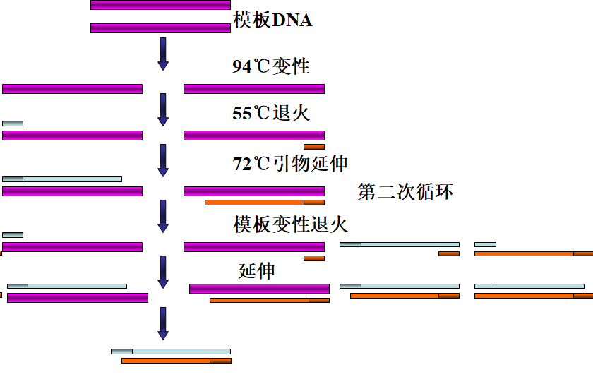 pcr技术利用的原理