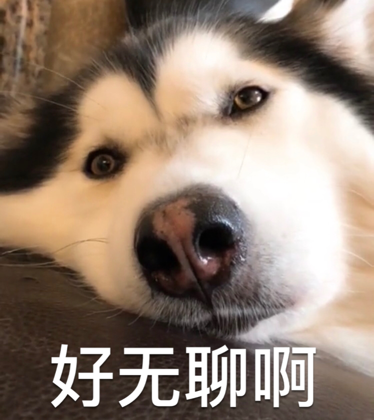 自制各种可爱小动物表情包:熊猫,柴犬,二哈,猫咪,土拨鼠,猫头鹰等