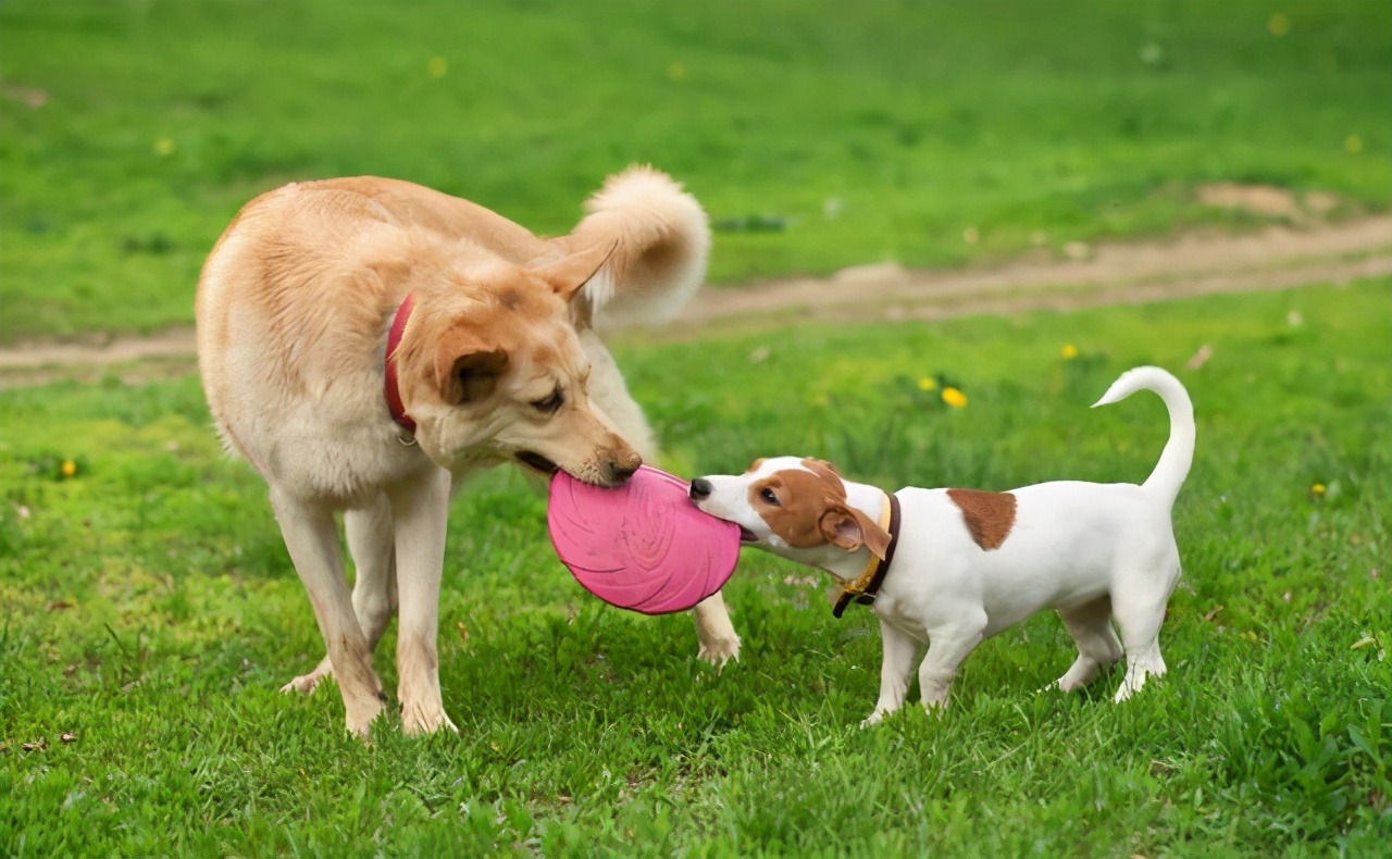 很多小型犬会主动朝大狗吠叫,也和主人养狗时的放纵吠叫,大狗对小狗的