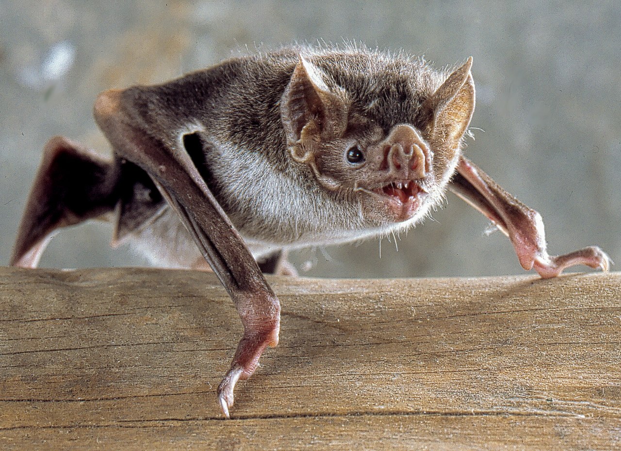 吸血蝙蝠 the common vampire bat(desmodus rotundus)