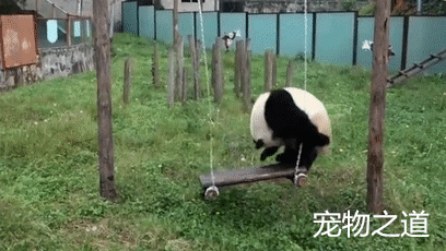 大熊猫在玩荡秋千,一回头看到许多人在看它,立刻即兴表演起来