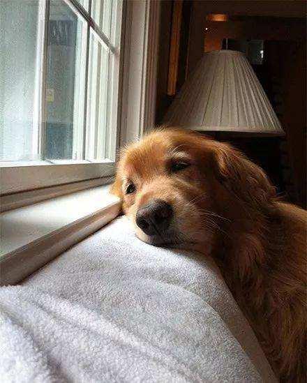 狗狗突然做坏事老年犬的5个特征向你解释它的反常行为