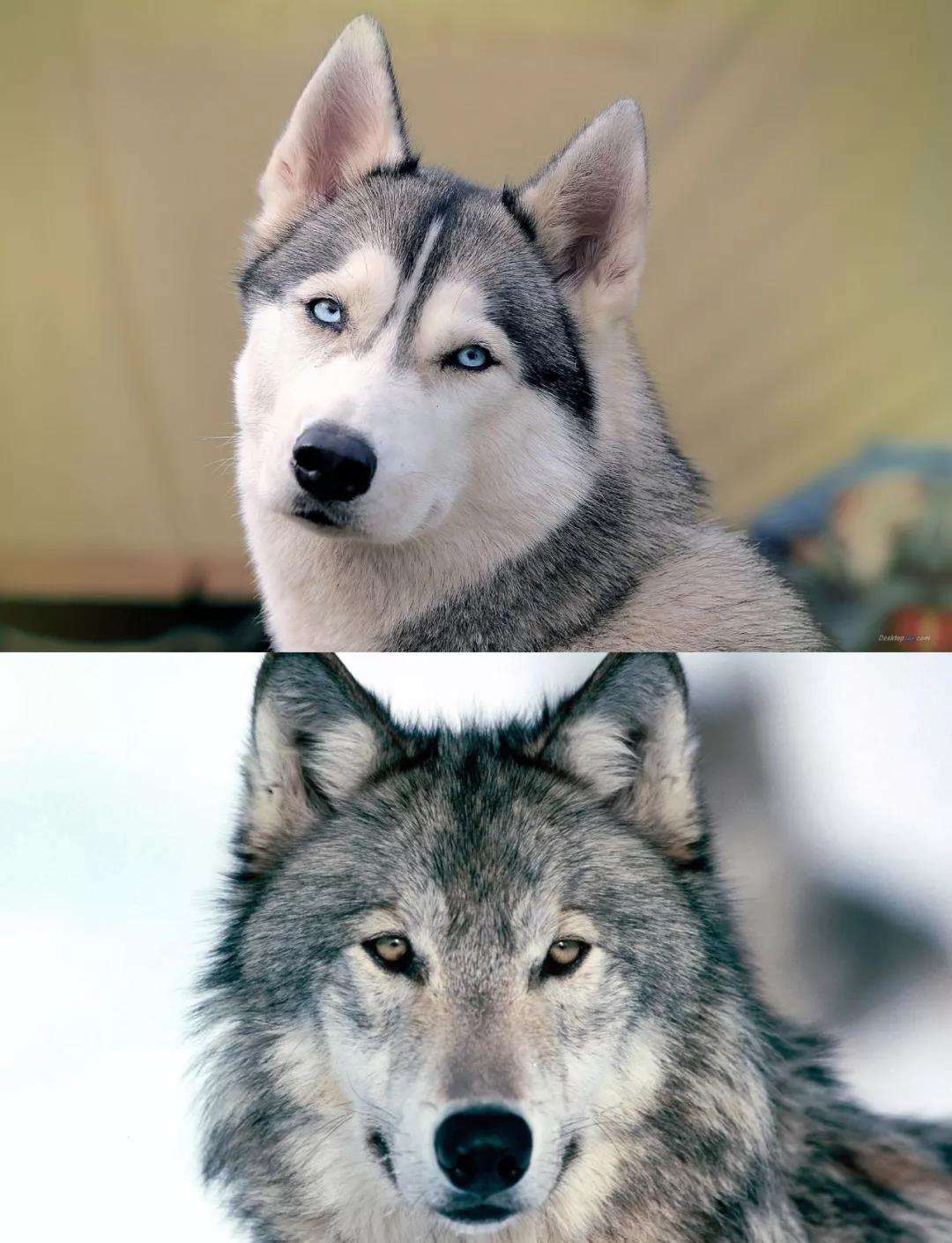 狼与狗的区别及野外遇到狼怎么办?