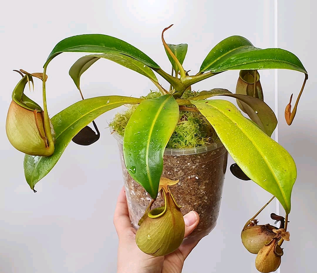 二齿猪笼草