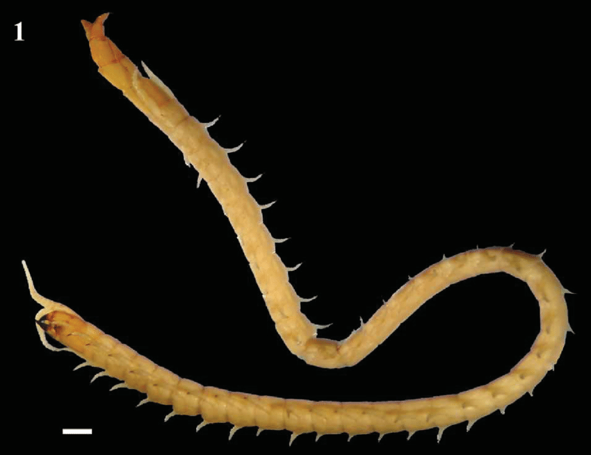 【其它生物】蜈蚣科(scolopendridae)全科分类(含上级