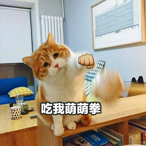 小可爱,猫咪表情包要么?⑩