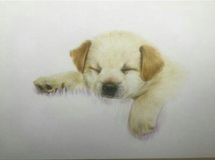 动物手绘拉布拉多犬彩铅教程