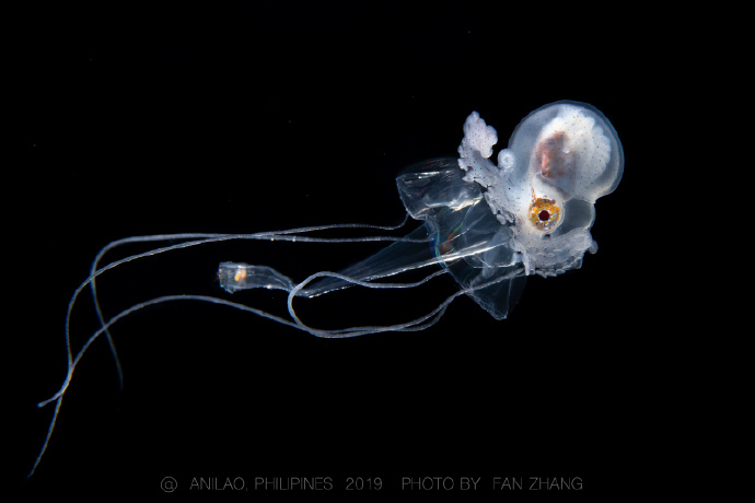 2019-12-24 p1,3 雌性锦葵船蛸幼体 p2 雄性锦葵船蛸 p4-6 菱鳍乌贼