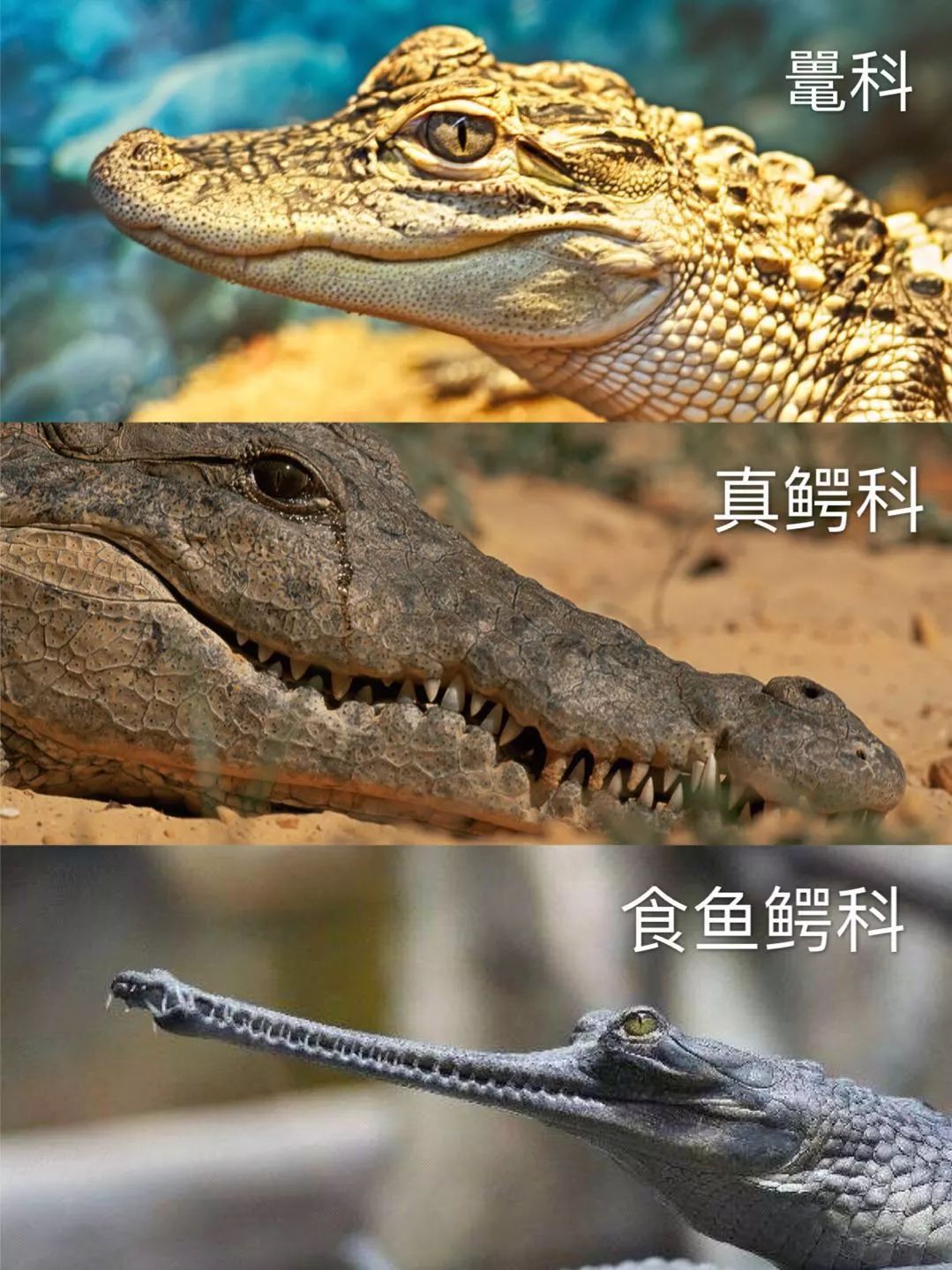 【鳄鱼脸盲症治疗贴】带你分清全世界24种鳄鱼(上· 真鳄科)
