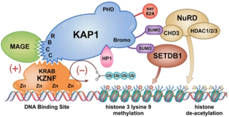 tetralogy,algal 08 - gene expression tetralogy: 饲养一只潜在的老虎指南