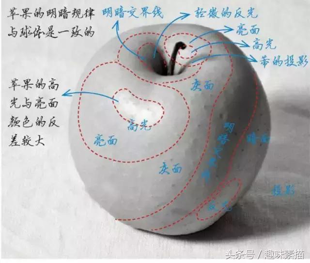 形成亮面,暗面,灰面和投影,明暗交界线等五大面光源照射在苹果上苹果