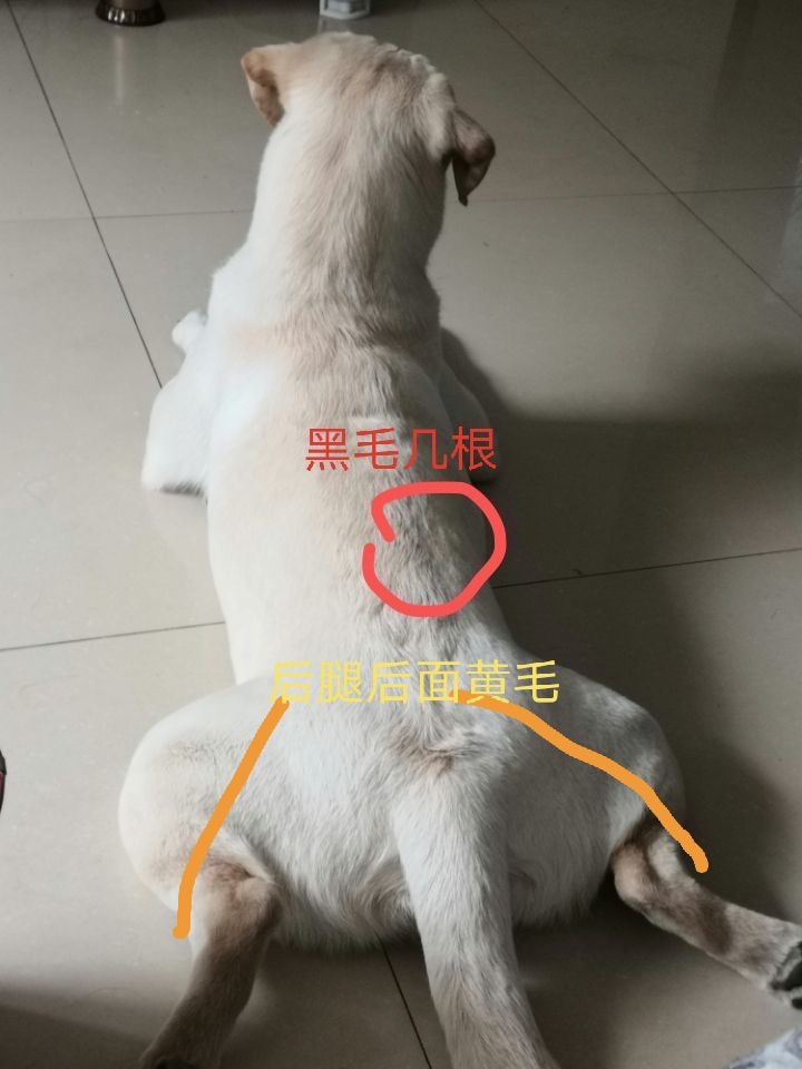 奶白色拉布拉多2岁公狗