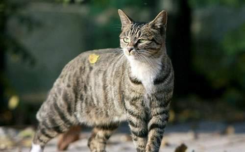 猫咪智商排名:前7位最聪明的猫,告诉你养哪只最值
