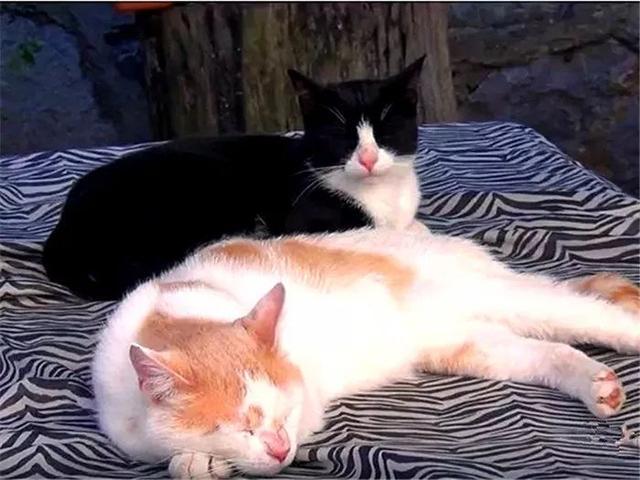橘猫见对象与狸花猫亲热,生气后仍选择原谅,主人见后表示心疼