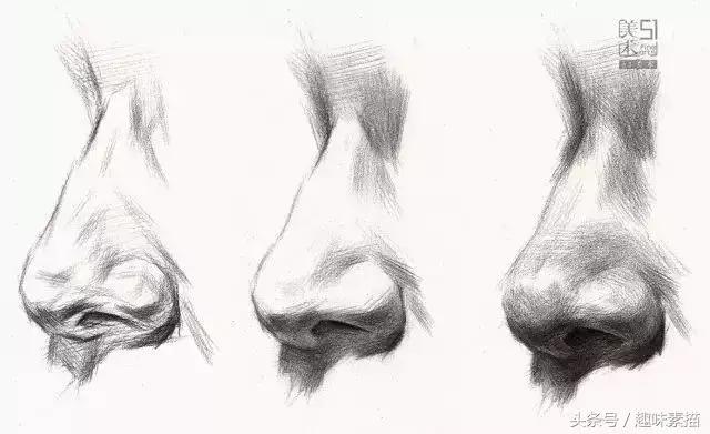 素描局部鼻子全面解析,特征、年龄、各角度怎么画?