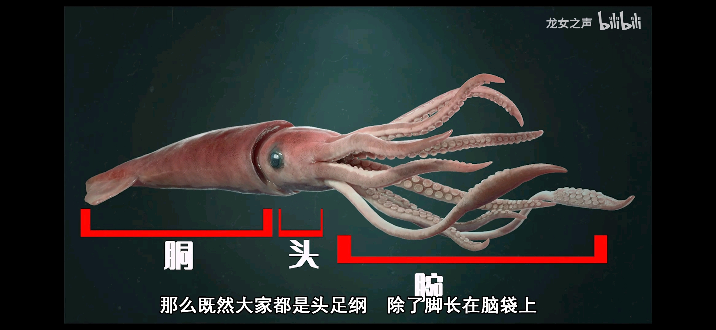 顺便一提,很多人印象中章鱼的身体结构是错误的,把它的头和身体弄反了