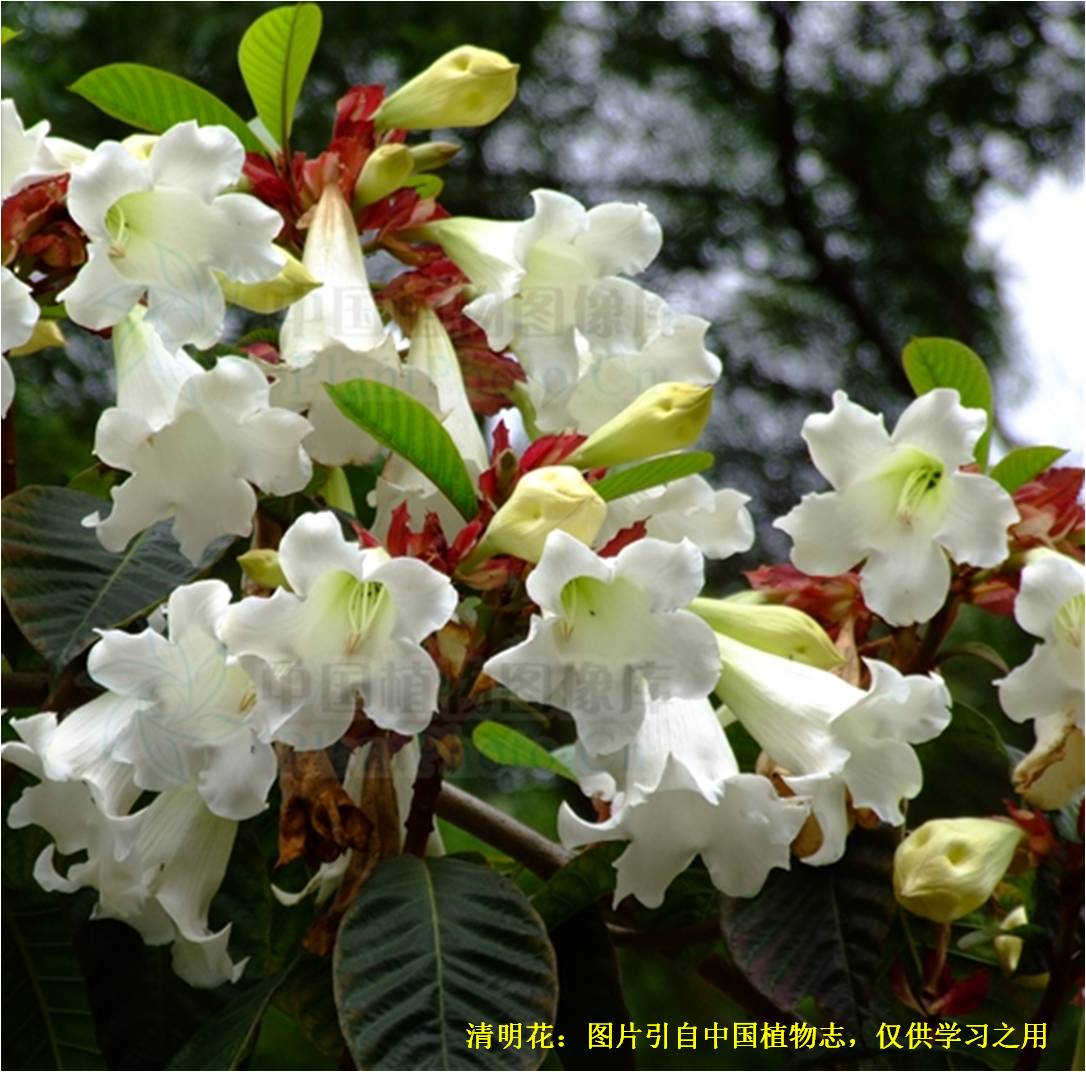 20200404清明花
